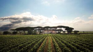 An aerial view of a vineyard with trees in the background